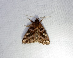 Callopistria exotica