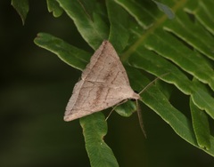 Lysimelia neleusalis