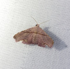 Niaccaba sumptualis