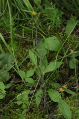 Hieracium korshinskyi