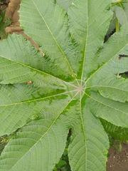 Ricinus communis