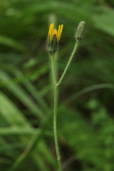 Hieracium korshinskyi