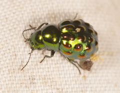 Notolioon gemmatus