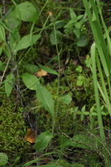 Hieracium korshinskyi