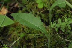 Hieracium korshinskyi