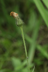 Hieracium korshinskyi