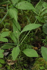 Hieracium korshinskyi