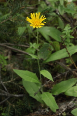 Hieracium korshinskyi
