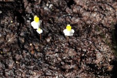 Utricularia bisquamata