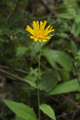 Hieracium korshinskyi