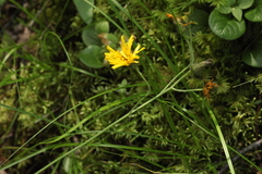 Hieracium korshinskyi