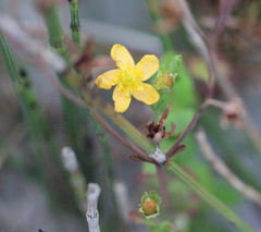 Hypericum monogynum