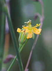 Hypericum monogynum