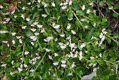 Scaevola hookeri
