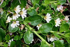 Scaevola hookeri