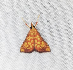 Pyrausta ignealis