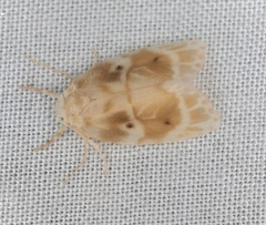 Schistophleps bipuncta