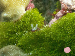 Goniobranchus setoensis