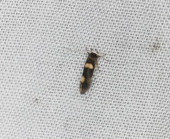 Stathmopoda paradiplaspis