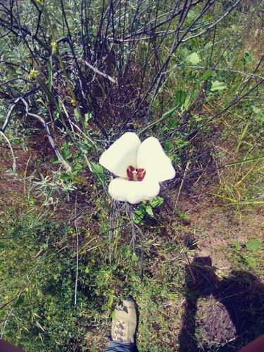 iNaturalist observation photo of Catalina mariposa lily