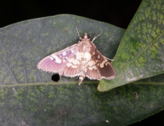 Uresiphita quinquigera