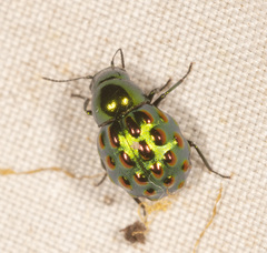 Notolioon gemmatus