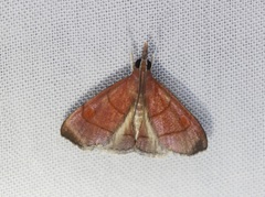 Hemiscopis sanguinea