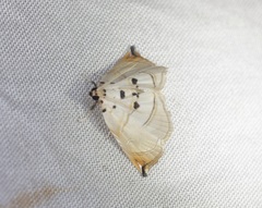 Trichophysetis hampsoni