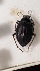 Pimelia arabica