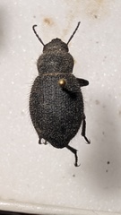 Trachyderma philistina