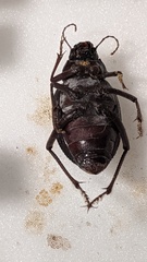 Pimelia arabica