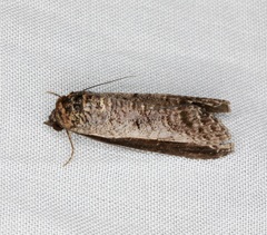 Lophoptera squammigera
