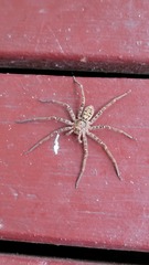 Heteropoda jugulans