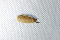Paralithosia shaowuica