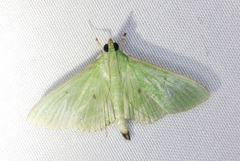 Parotis punctiferalis