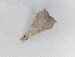 Ptychopseustis plumbeolinealis