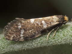 Lepidoscia glabrella