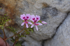 Pelargonium scabroide