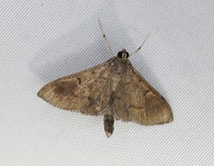 Almonia