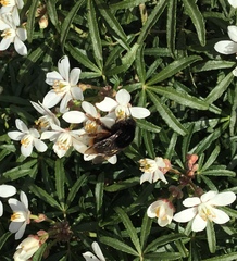 Bombus xanthopus