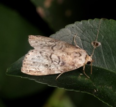 Bryophilina mollicula
