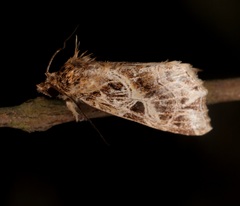 Callopistria flavitincta