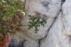 Pelargonium scabroide