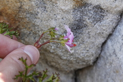 Pelargonium scabroide
