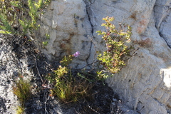 Pelargonium scabroide