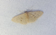 Idaea ptyonopoda