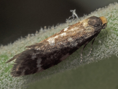 Lepidoscia glabrella