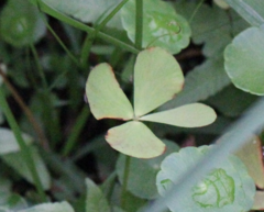 Marsilea crenata