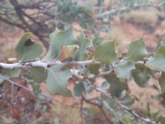 Acacia inaequilatera