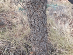 Acacia inaequilatera